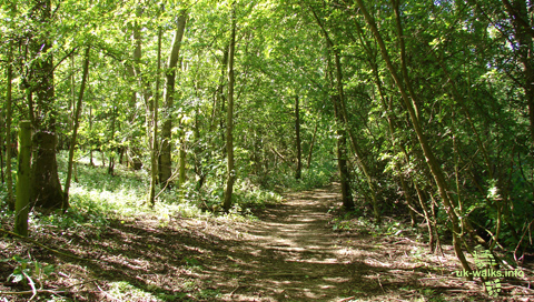 Woodland by Rutland Water in May 2011